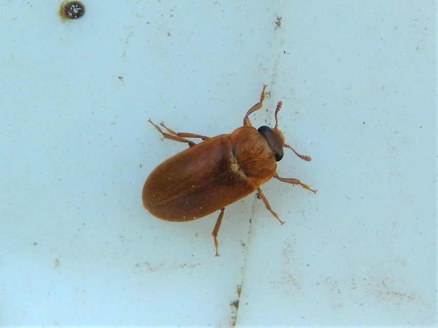 Byturus ochraceus - gyömbérgyökérbogár