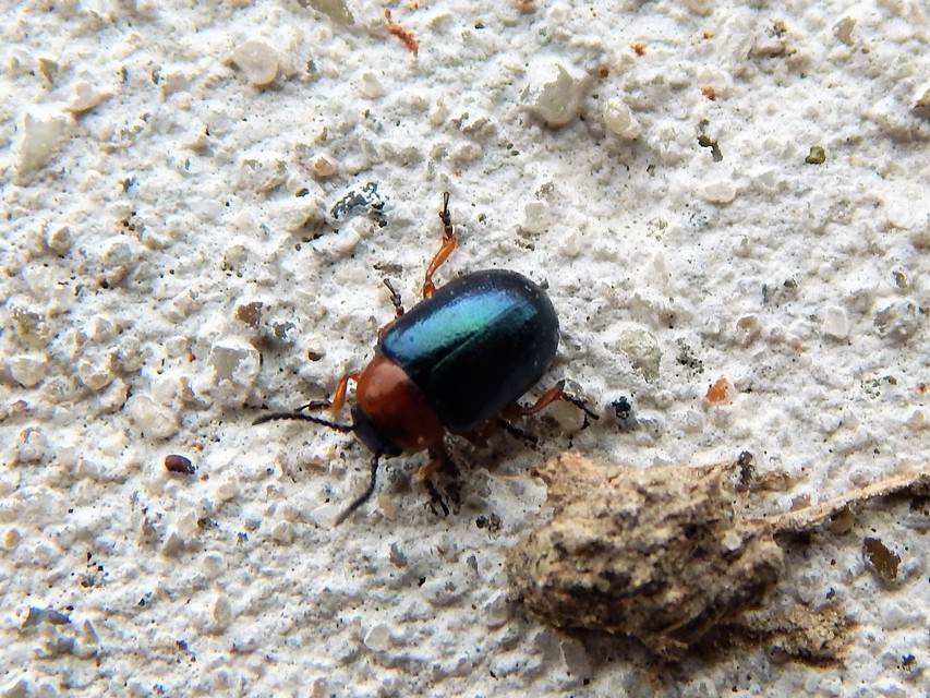 Gastrophysa polygoni - paraj-levélbogár Gastrophysa polygoni - paraj-levélbogár