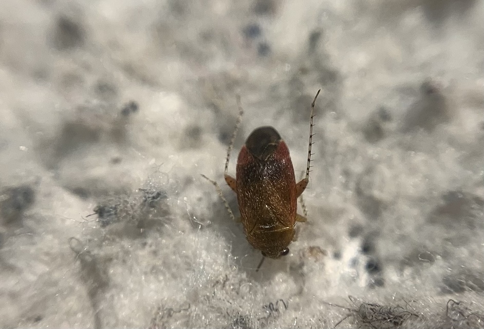 Psallus