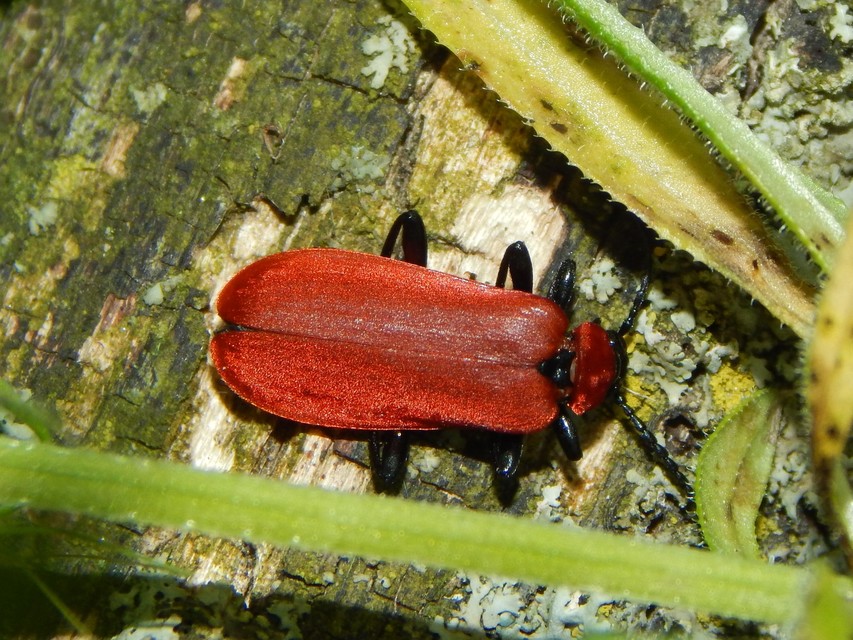 Pyrochroa coccinea - nagy bíborbogár