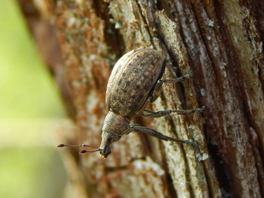 Liophloeus tessulatus - kockás barabolyormányos