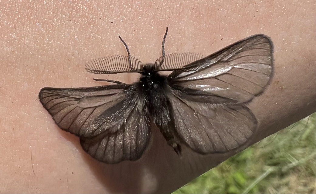 Pentophera morio - réti gyapjaslepke