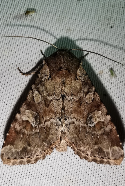 Apamea sordens - kalászrágó dudvabagoly Apamea sordens - kalászrágó dudvabagoly