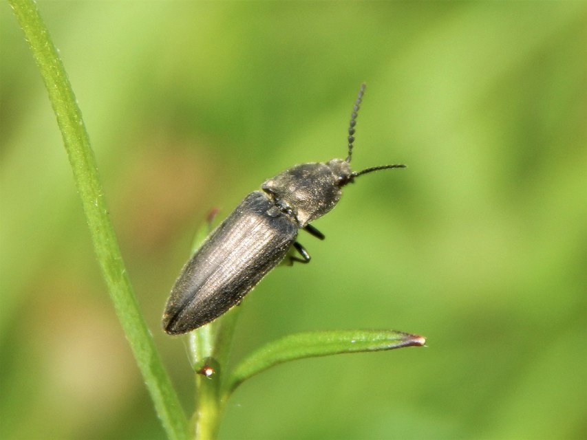 Elateridae - pattanóbogárfélék