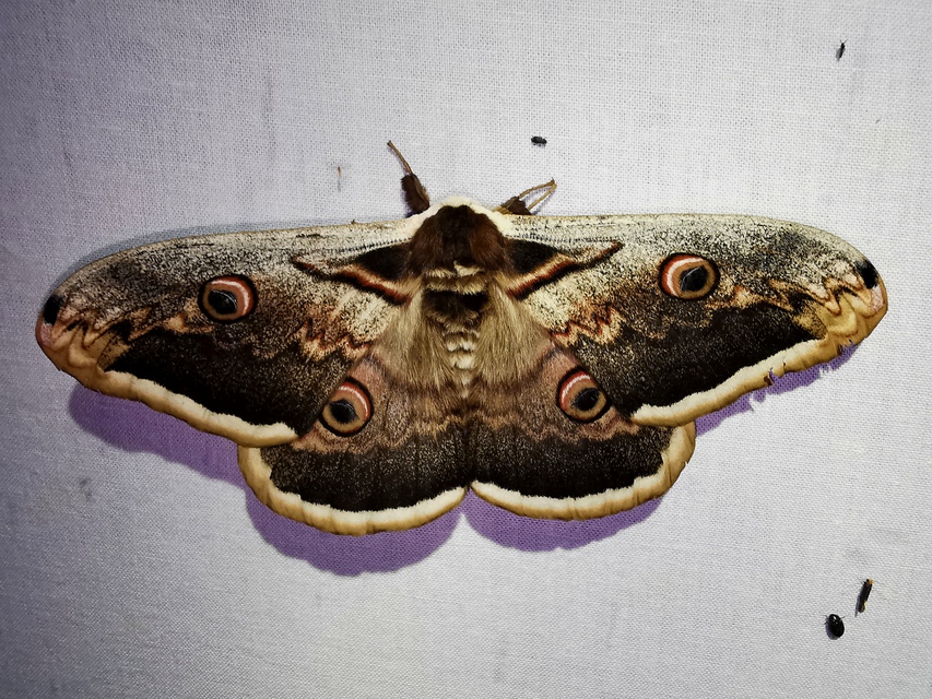 Saturnia pyri - nagy pávaszem