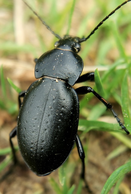 Carabus hungaricus - magyar futrinka