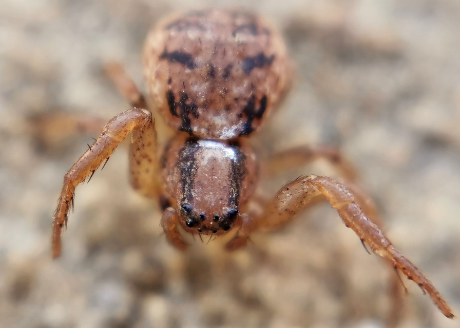 Ozyptila simplex