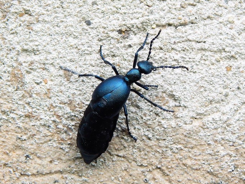 Meloe violaceus - kék nünüke