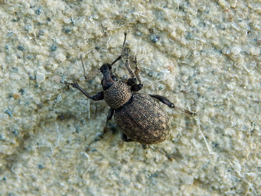 Otiorhynchus ligustici - vincellér-gyalogormányos