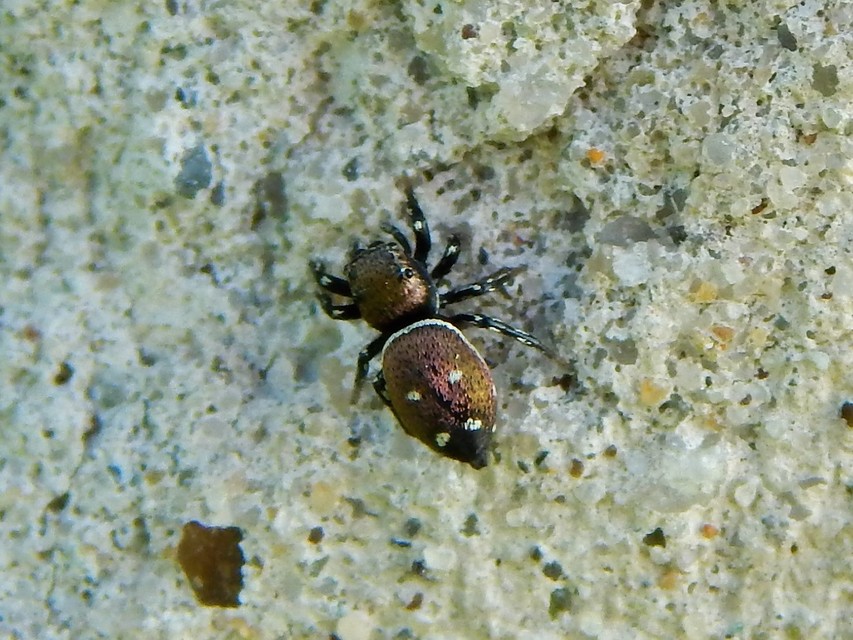 Araneae - Pókok