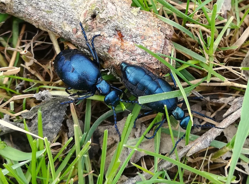 Meloe violaceus - kék nünüke