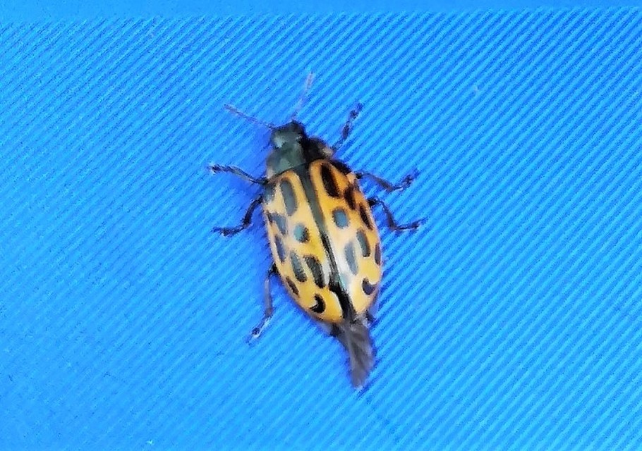 Chrysomela vigintipunctata - húszfoltos fűzlevelész