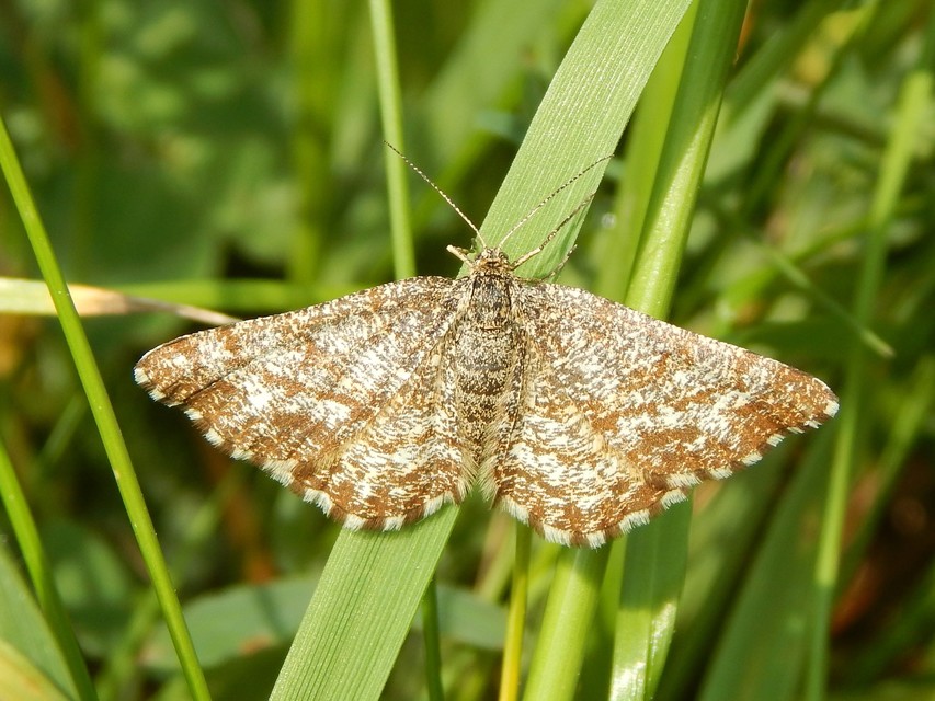 Ematurga atomaria - barna rétiaraszoló