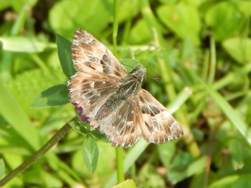 Carcharodus alceae - mályva-busalepke