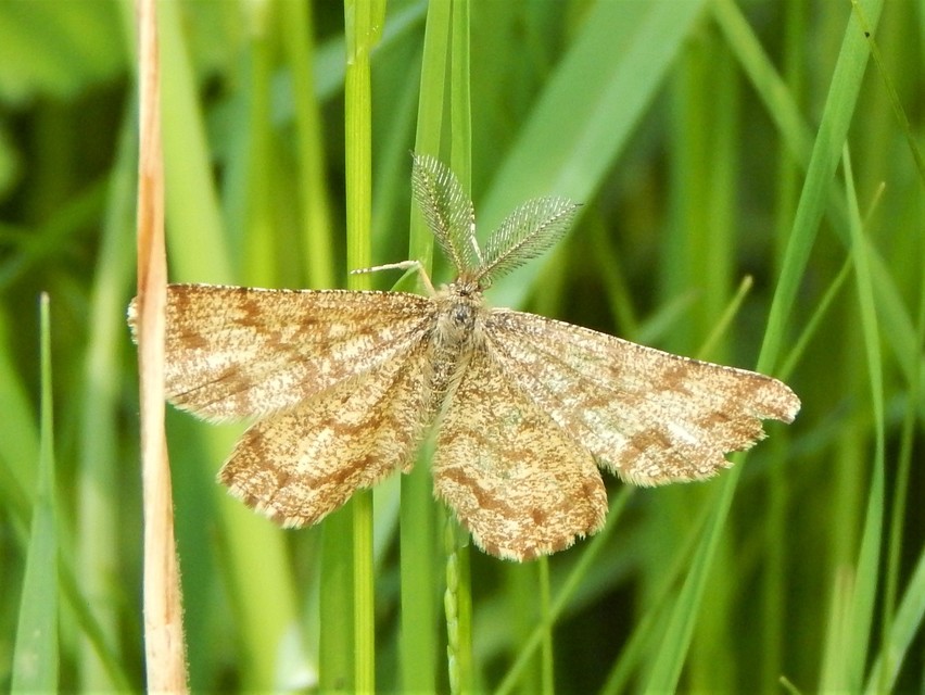 Ematurga atomaria - barna rétiaraszoló