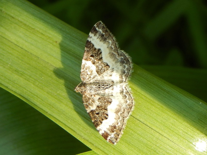 Epirrhoe alternata - galaj-tarkaaraszoló