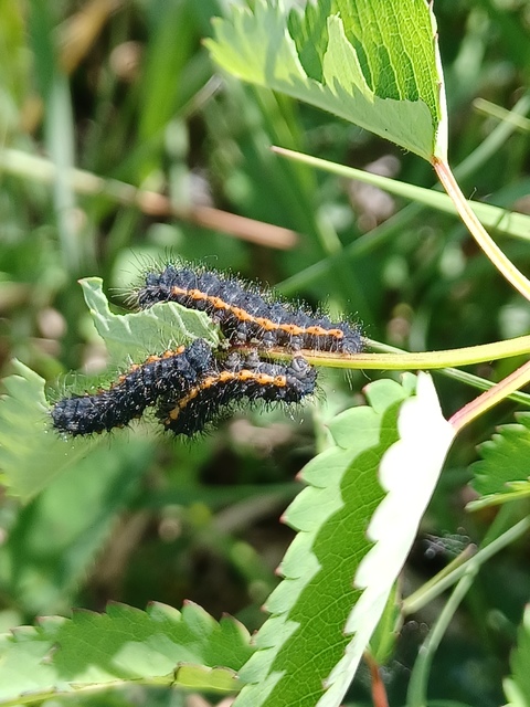 Saturnia pavoniella/pavonia