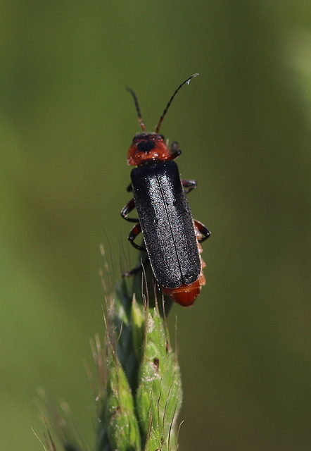 Cantharis rustica - suszterbogár