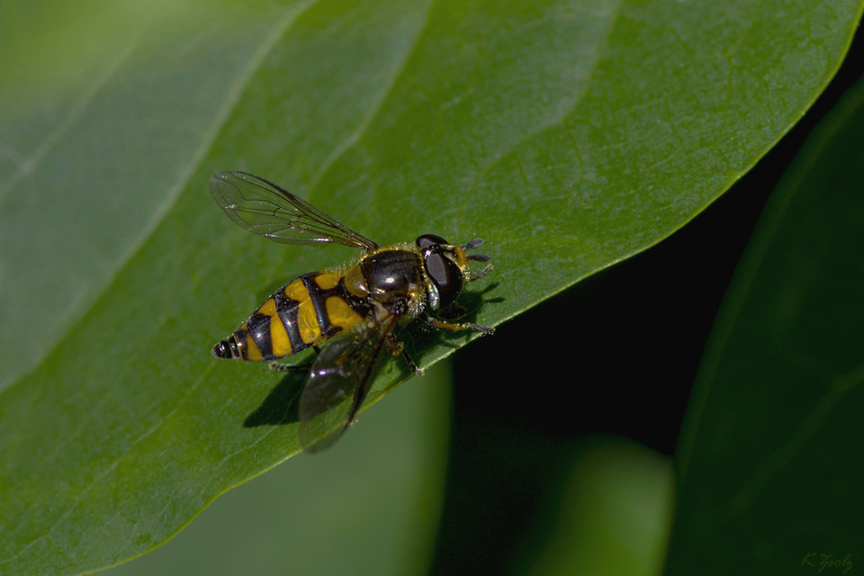 Didea fasciata - sárgafoltos lapospotrohúlégy