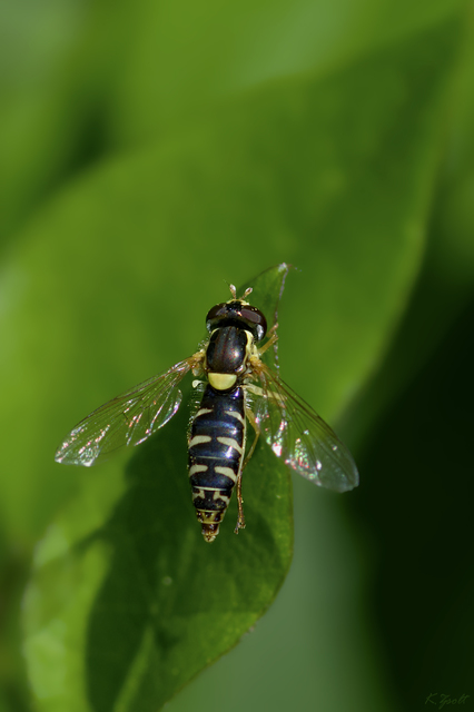 Sphaerophoria