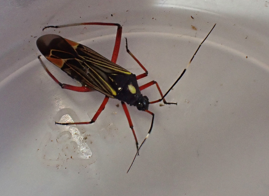 Miris striatus - sávos mezeipoloska