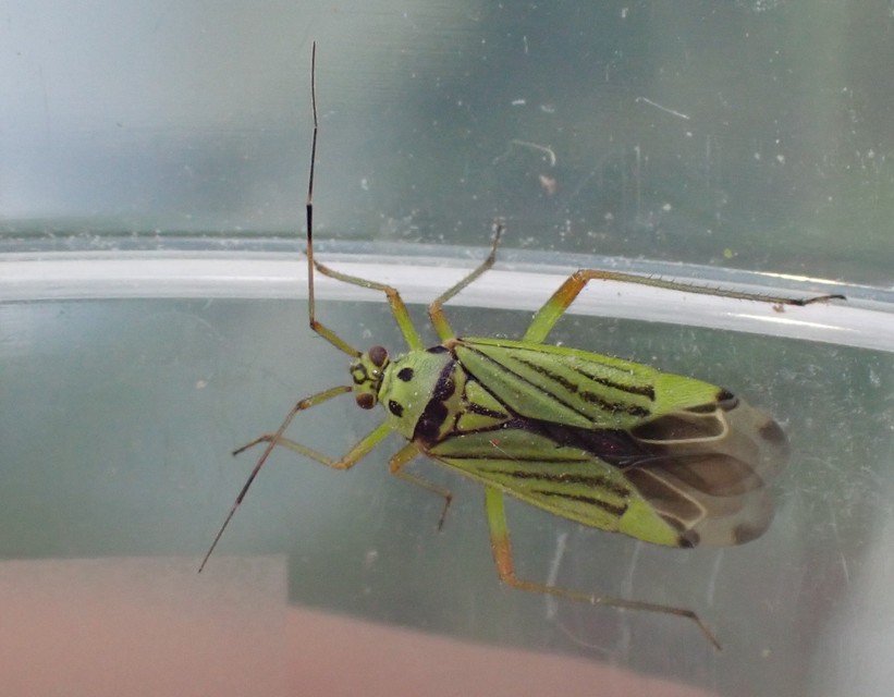 Mermitelocerus schmidtii