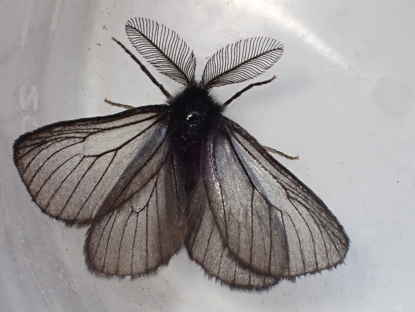 Pentophera morio - réti gyapjaslepke