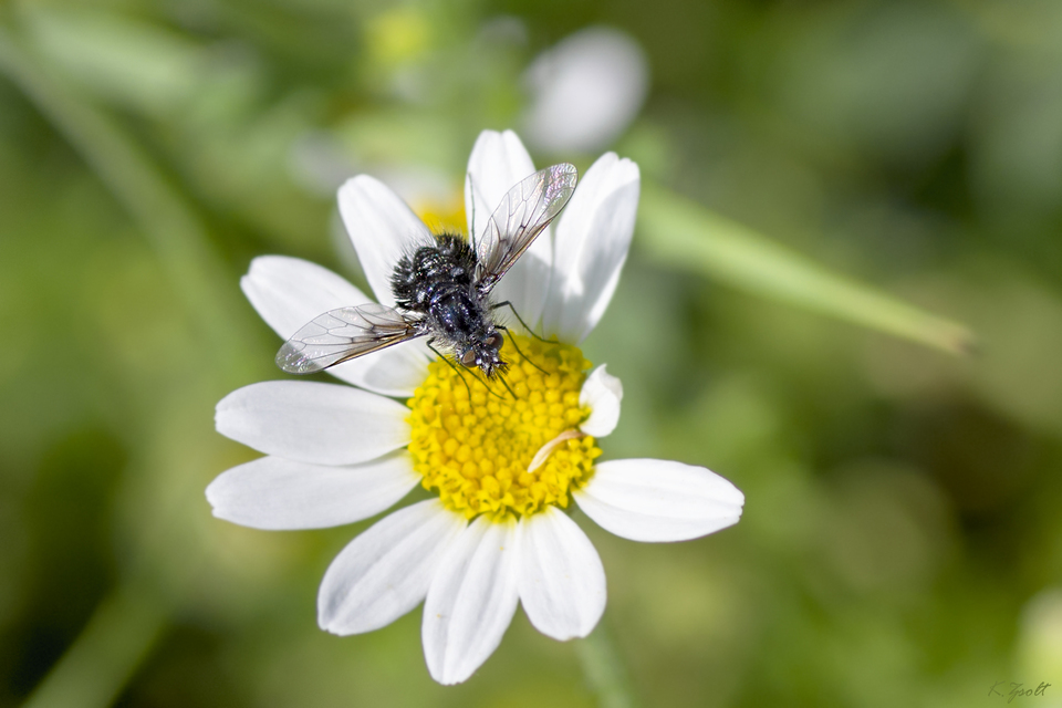 Bombylella atra - ezüstpettyes pöszörlégy