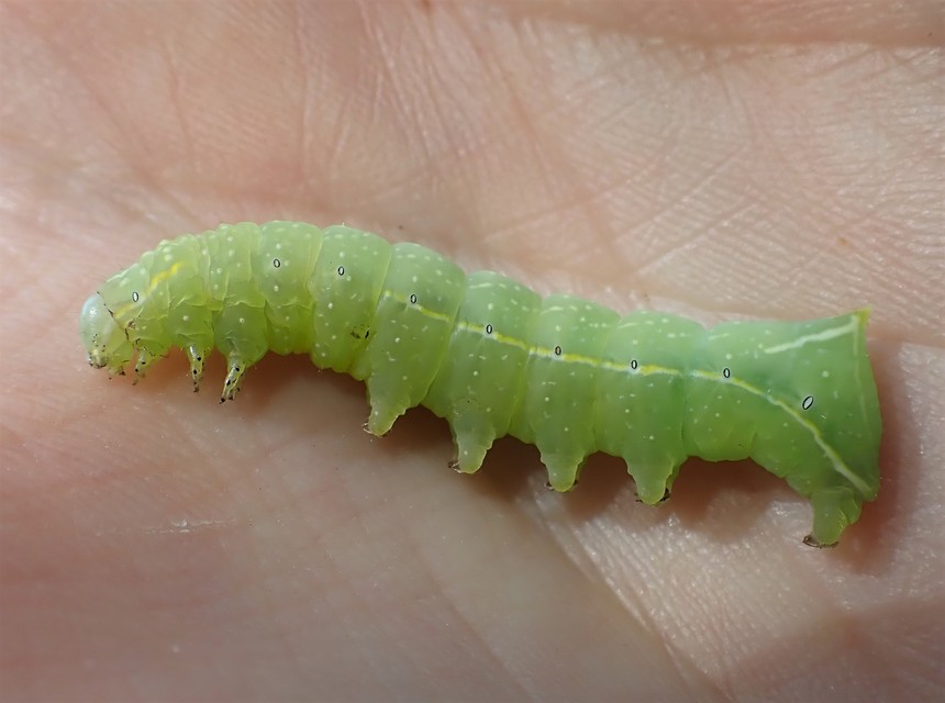 Amphipyra pyramidea - fahéjszínű bagoly