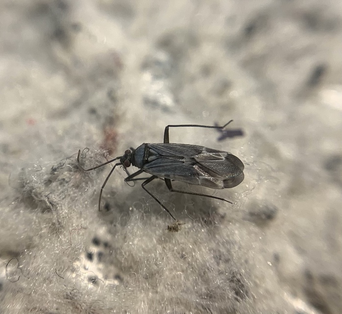 Macrotylus herrichi - zsálya-mezeipoloska