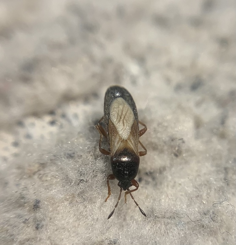 Dimorphopterus blissoides - keleti karcsúbodobács