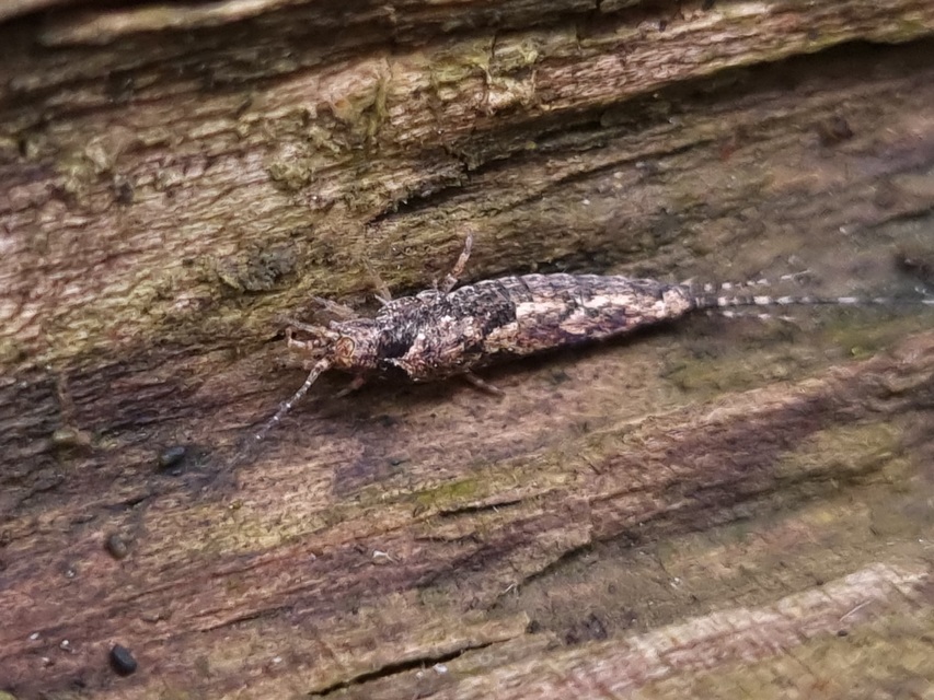 Archaeognatha - Ugróősrovarok