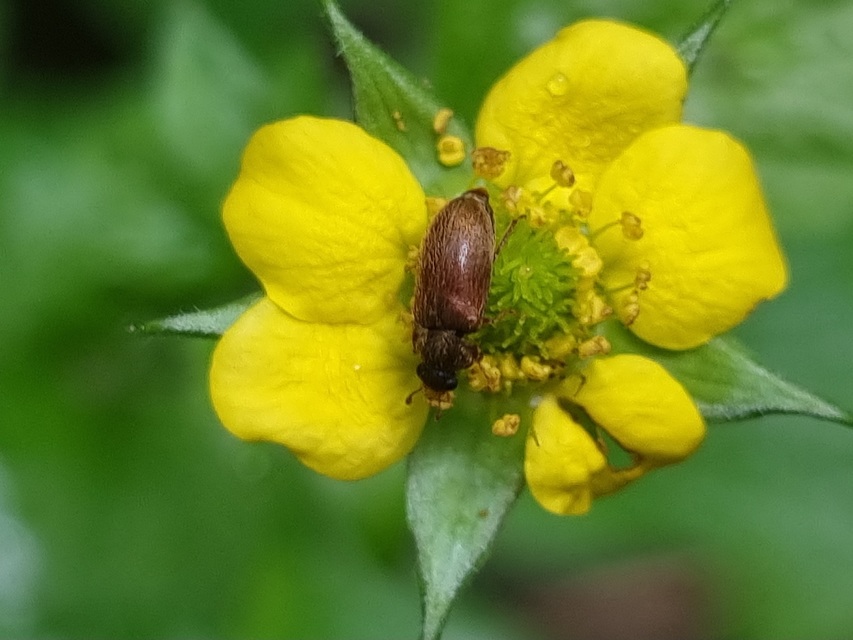Byturus ochraceus - gyömbérgyökérbogár