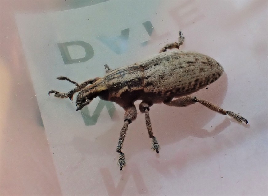 Pseudocleonus cinereus - hamvas barkó