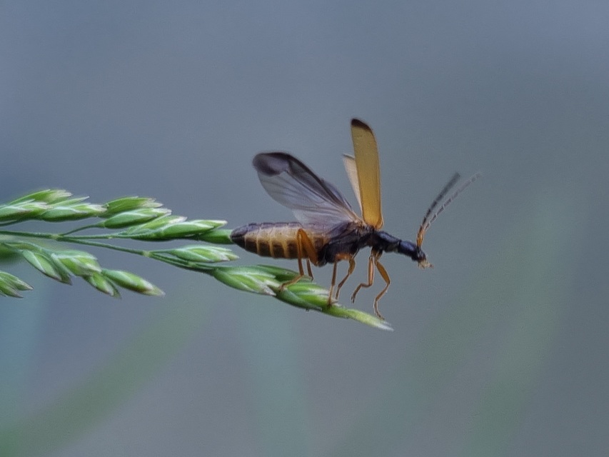 Rhagonycha lignosa - cserjés-lágybogár