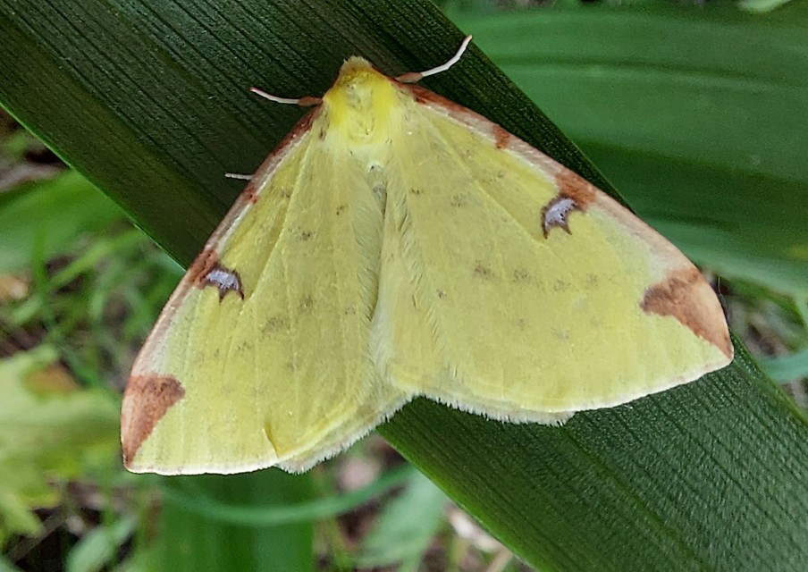 Opisthograptis luteolata - citromsárga araszoló