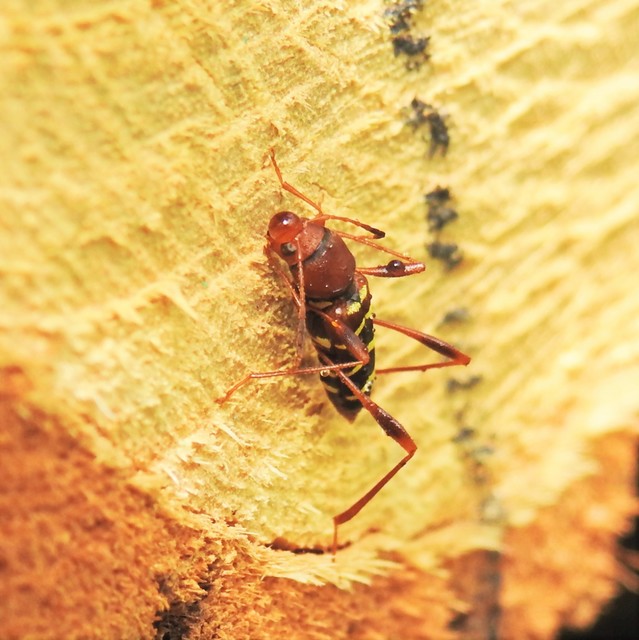 Neoclytus acuminatus - amerikai darázscincér