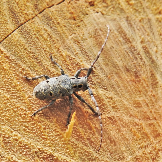 Mesosa curculionoides - szemfoltos cincér Mesosa curculionoides - szemfoltos cincér