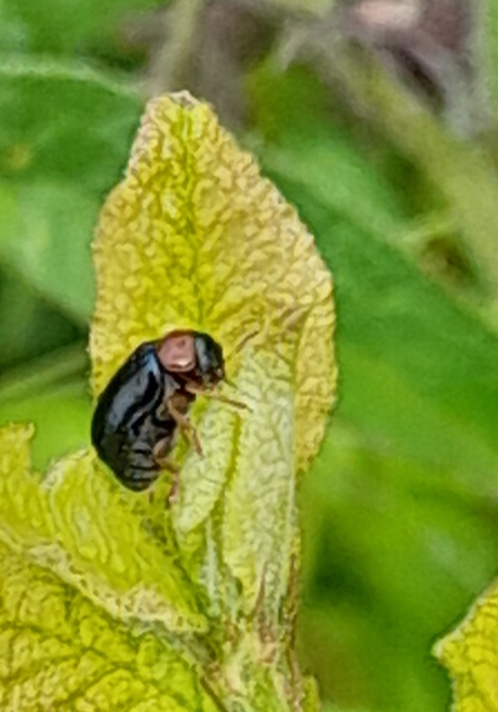 Smaragdina