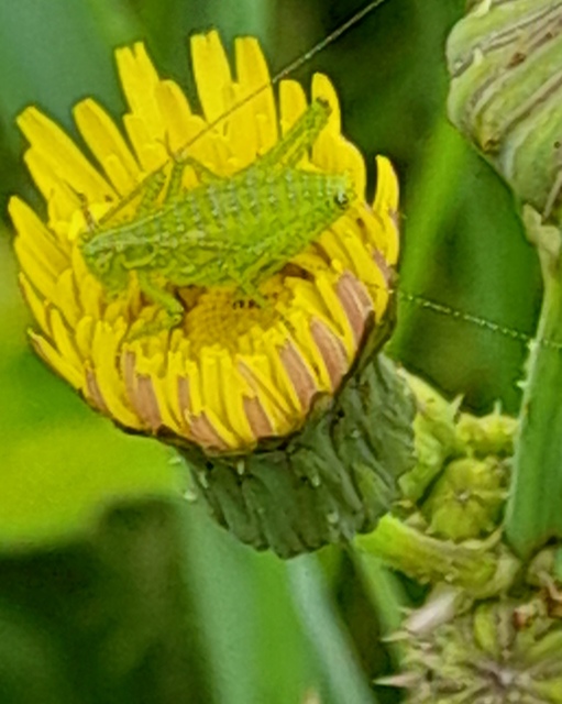 Leptophyes albovittata - közönséges virágszöcske