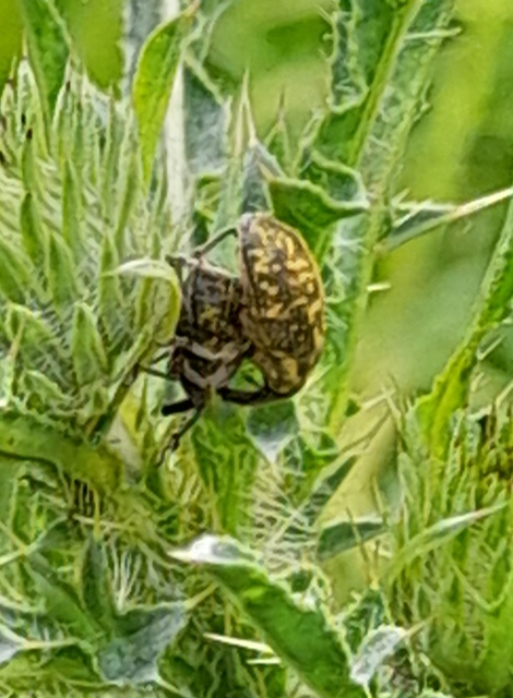 Larinus sturnus - aszat-púderbarkó