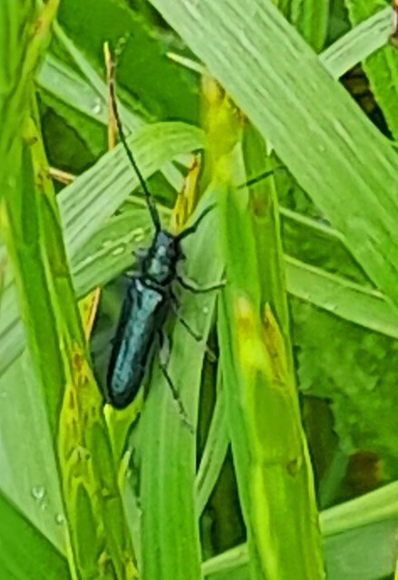 Agapanthia violacea - kék somkórócincér