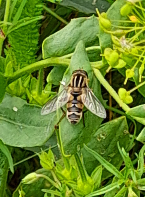 Helophilus