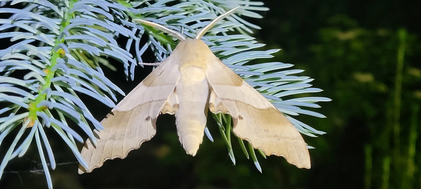 Marumba quercus - tölgyfaszender