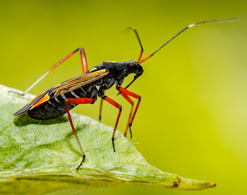 Miris striatus - sávos mezeipoloska