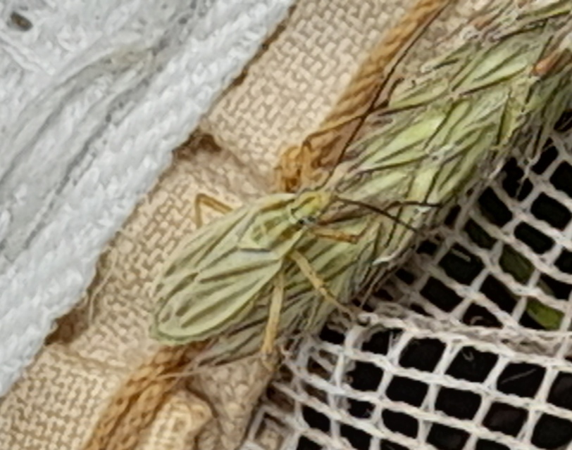 Acetropis