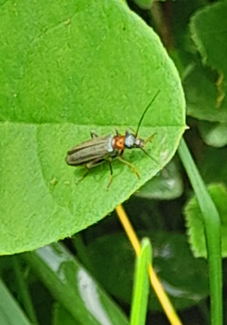 Oedemera croceicollis - pirostorú álcincér