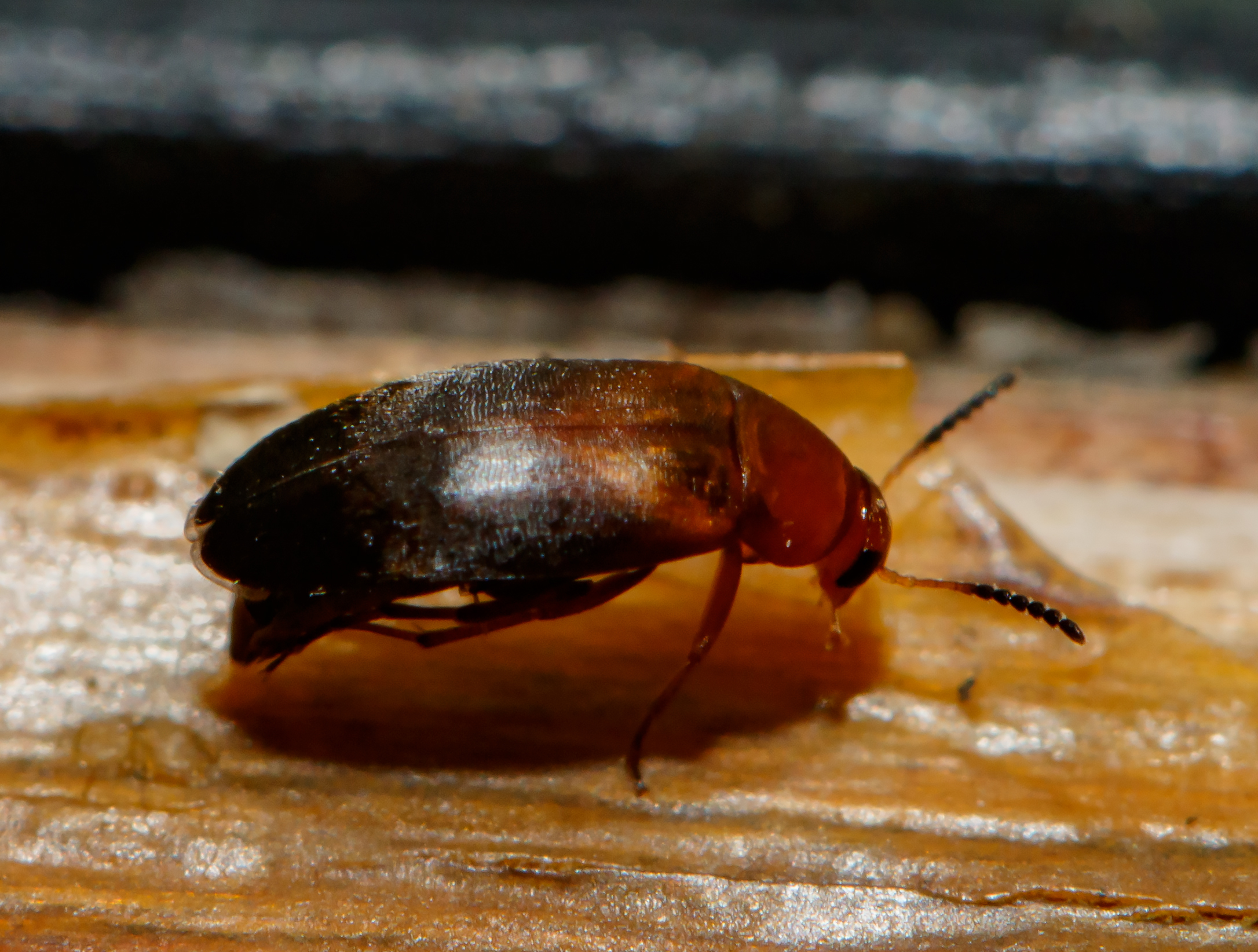 Anaspis varians - változó árvabogár