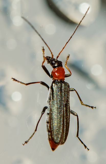 Oedemera croceicollis - pirostorú álcincér