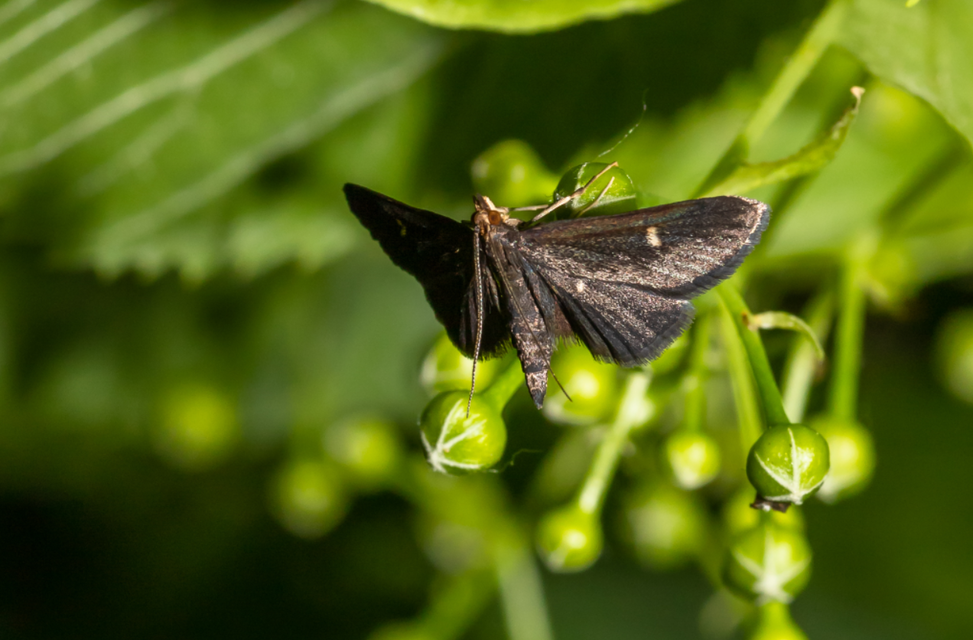Dolicharthria stigmosalis - balkáni tűzmoly